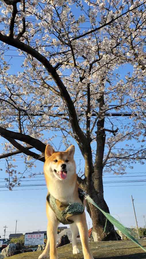 柴犬と桜