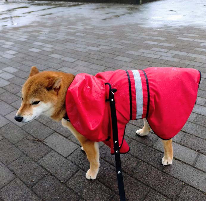 カッパを着た柴犬