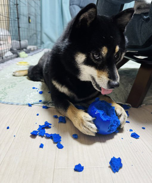 黒柴　おもちゃを壊す