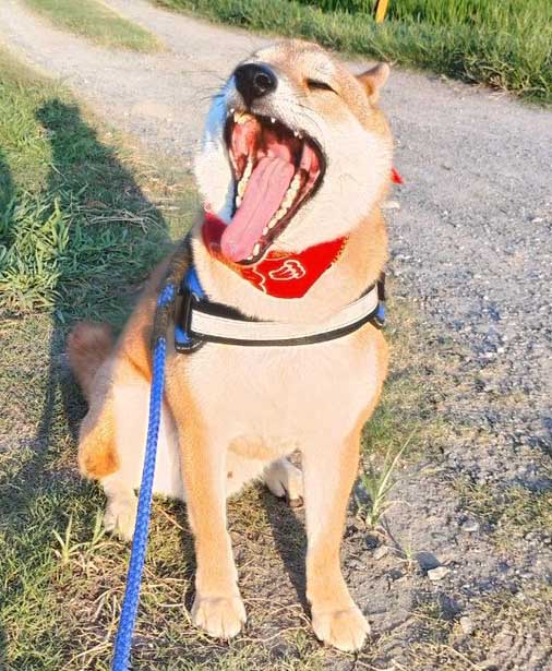 あくびをする柴犬