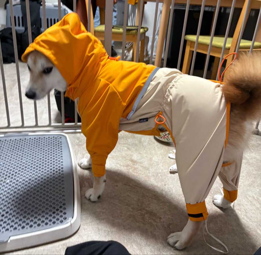 カッパを着せられた柴犬