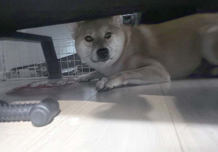 家具の下に隠れる柴犬