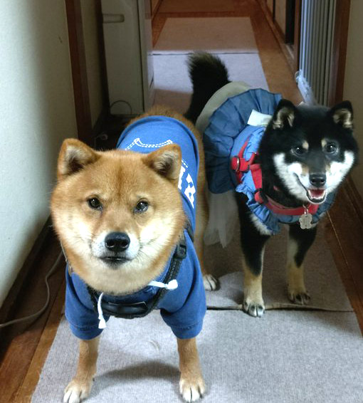 柴犬　カップル　赤　黒
