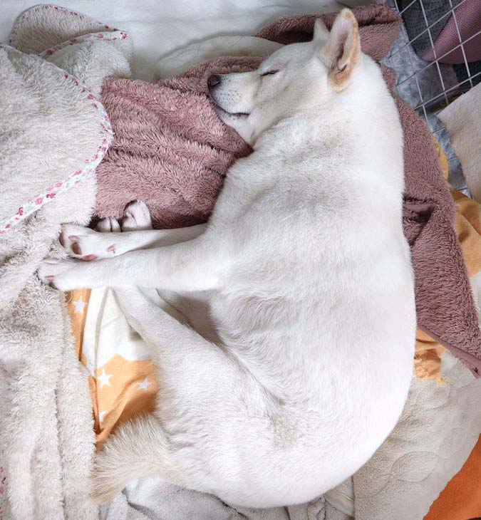 柴犬　白