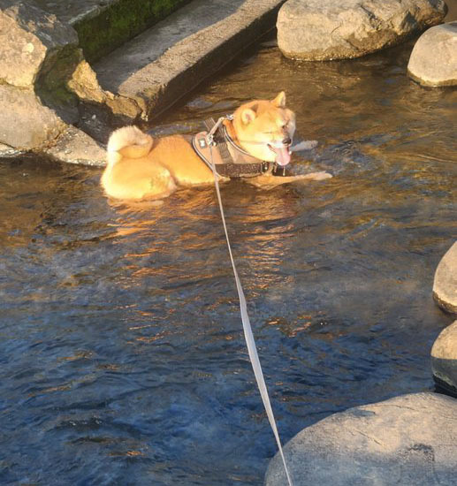 水につかる柴犬