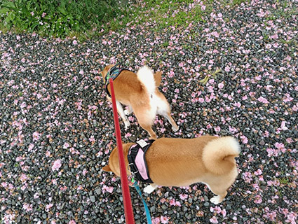 柴犬と桜