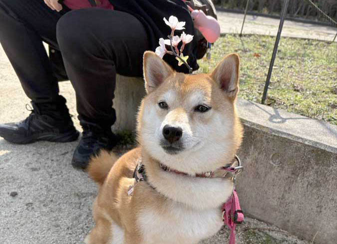 柴犬と桜