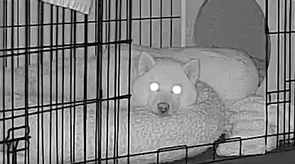 柴犬 ペットカメラ