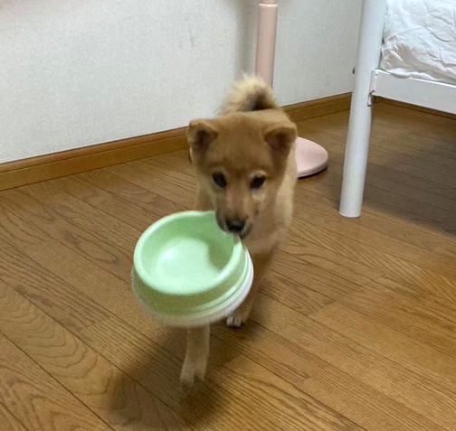 柴犬