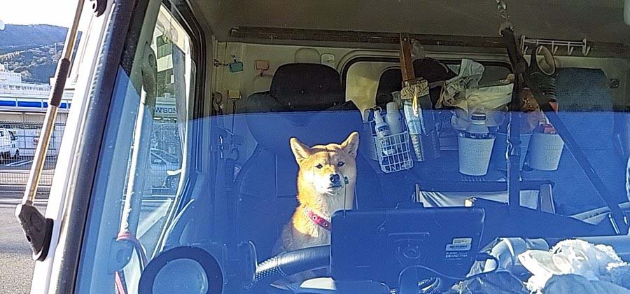 運転席の柴犬