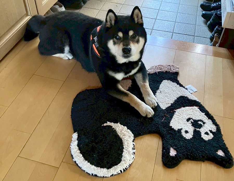 ドアマットの上の柴犬