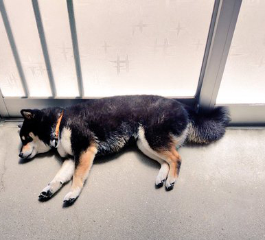 柴犬　黒