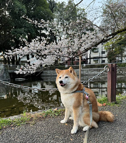 柴犬と桜