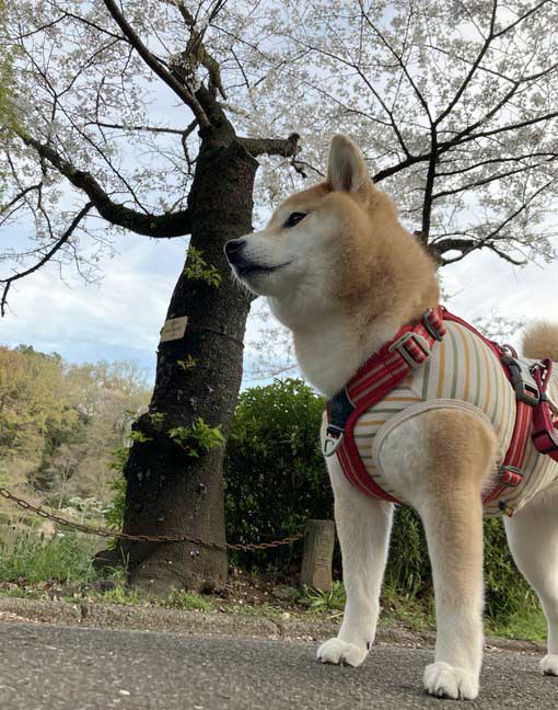 柴犬と桜
