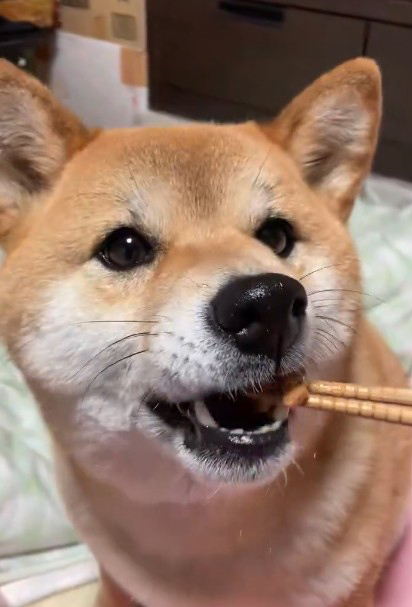 柴犬