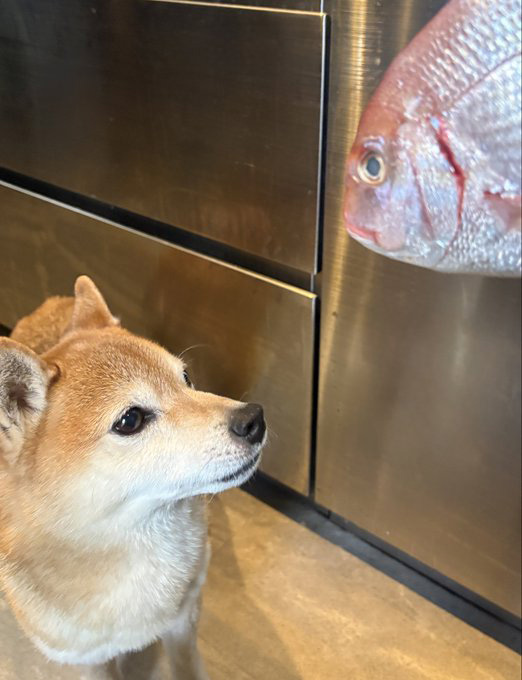 柴犬と鯛