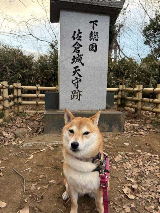 佐倉城の柴犬
