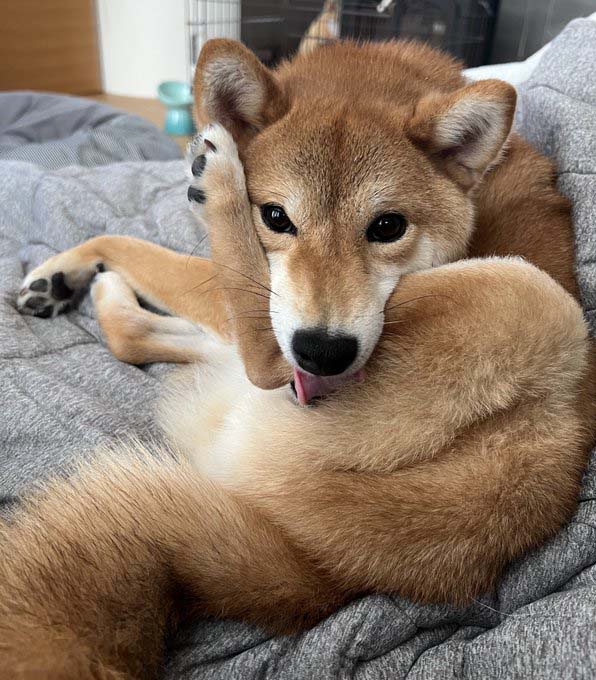 柴犬