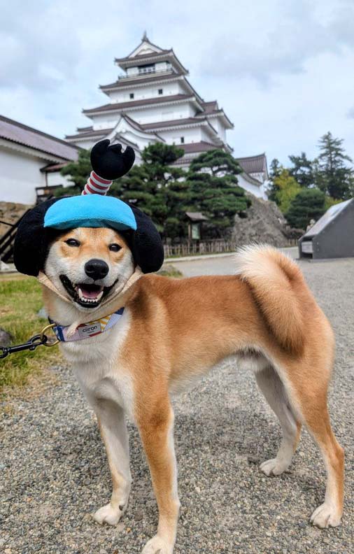 侍のかつらをかぶった柴犬