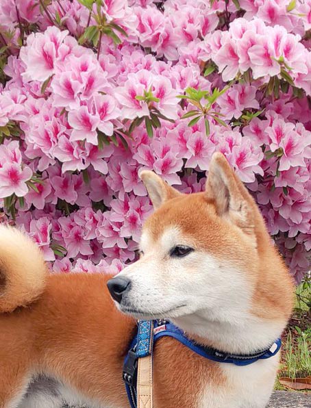 柴犬と満開のつつじ