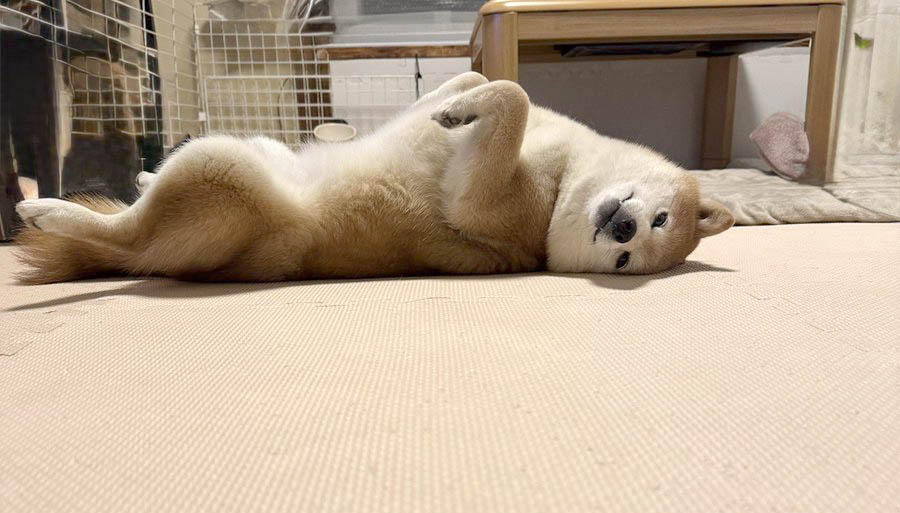 柴犬