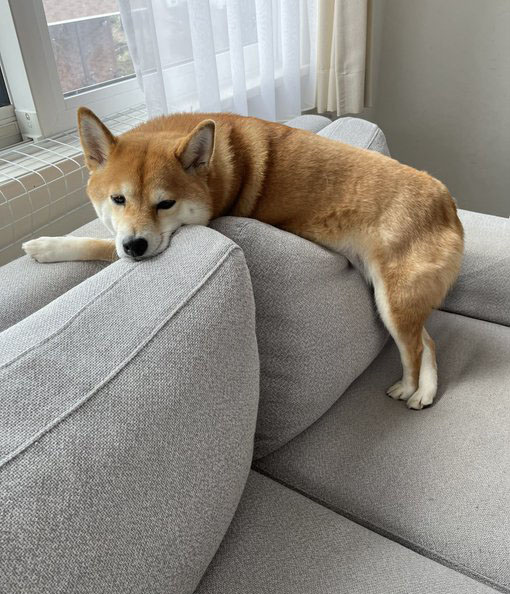 背もたれに腹をのせる柴犬
