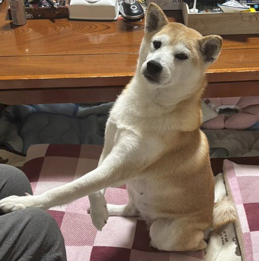 お手をする柴犬