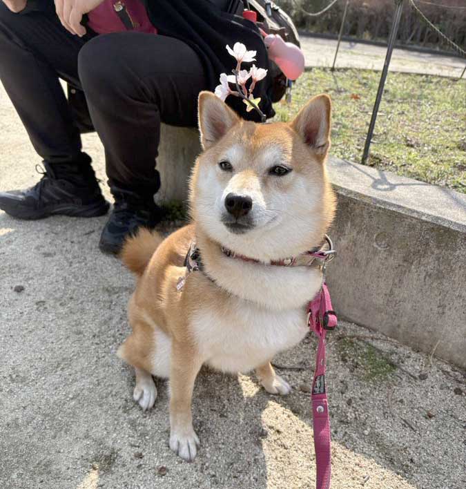 柴犬と桜
