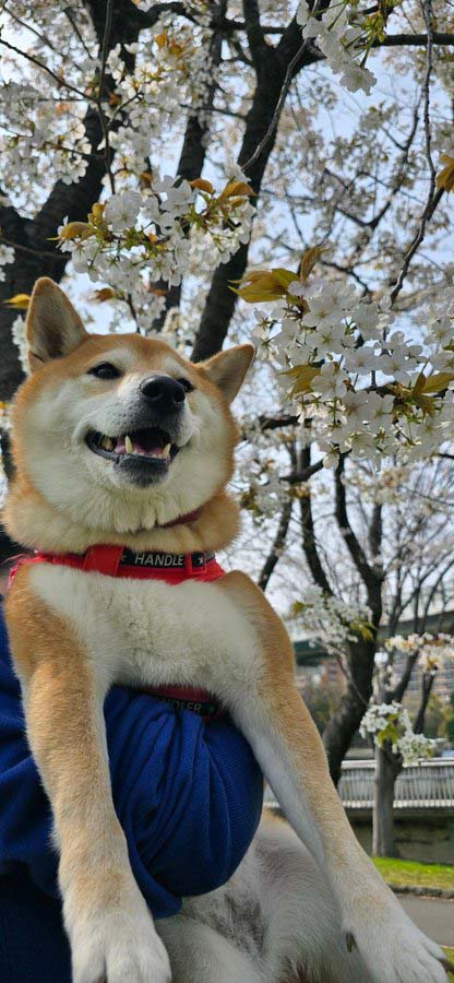 柴犬と桜