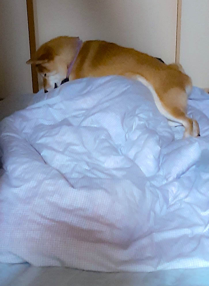 布団に乗って寝る柴犬