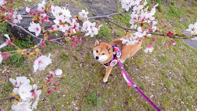 柴犬と桜