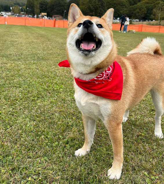 柴犬