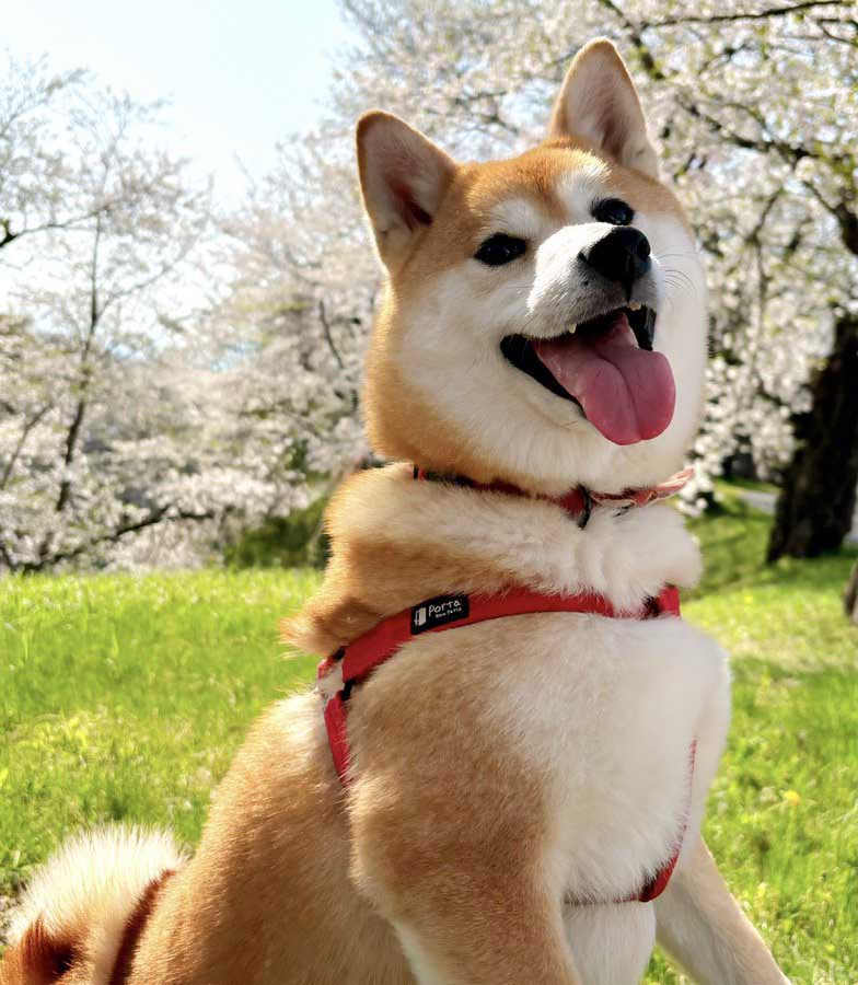 柴犬と桜