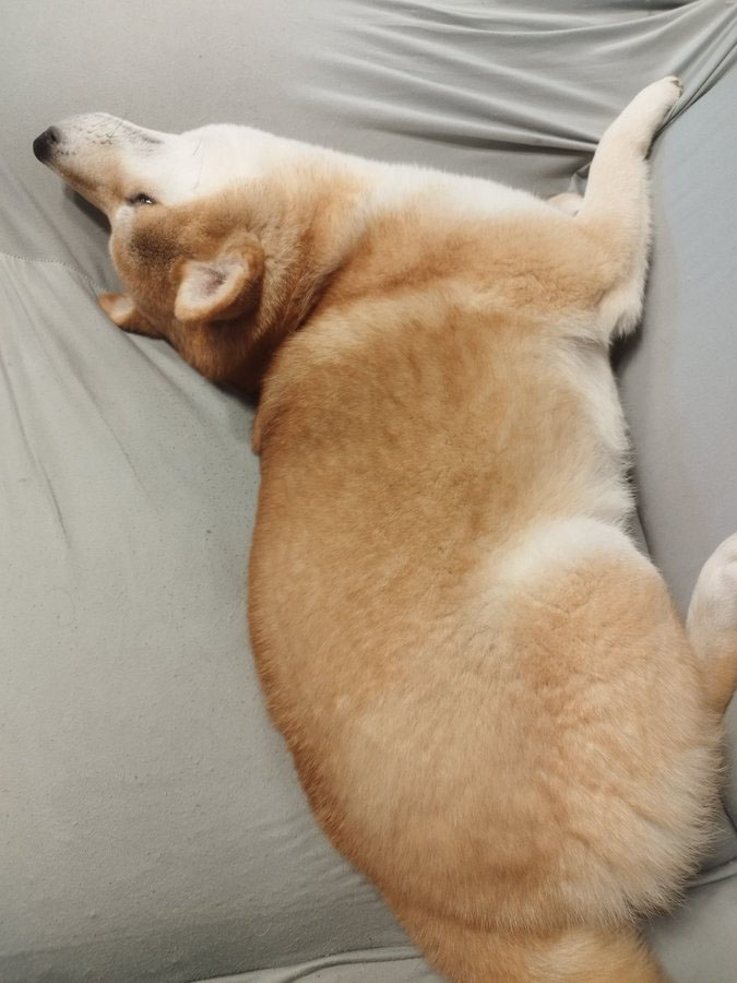 首をそらす柴犬