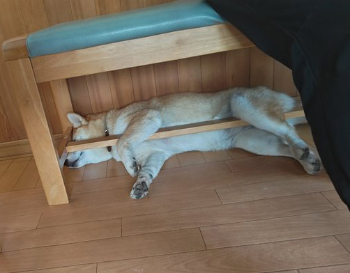 柴犬