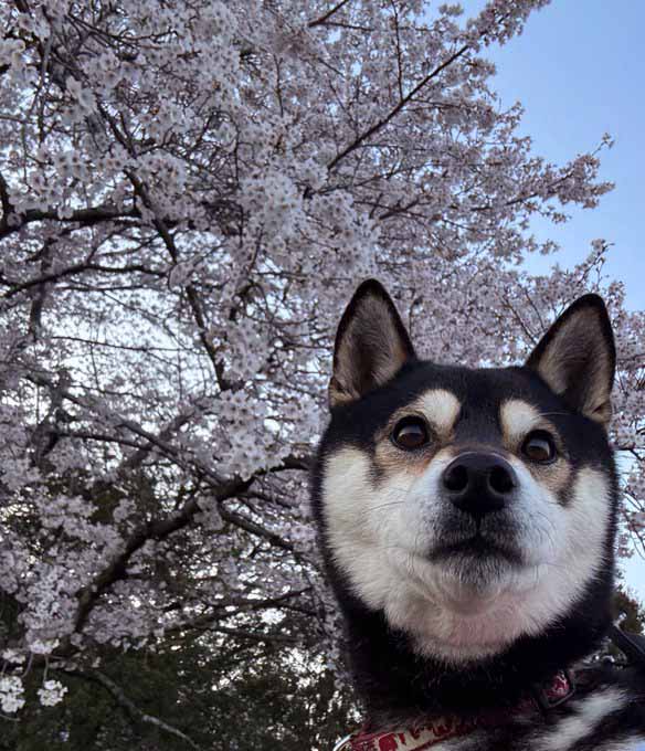 柴犬と桜