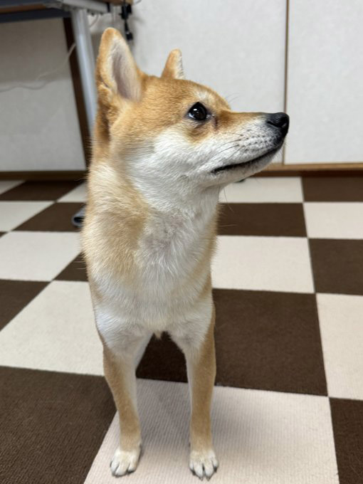 柴犬の横顔
