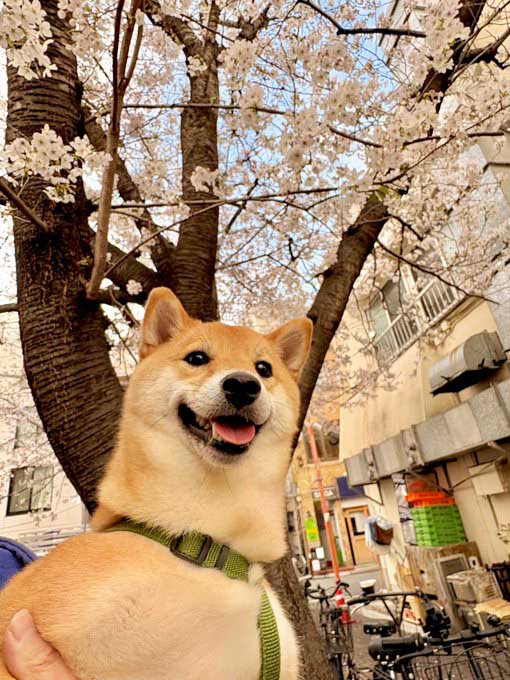 柴犬と桜