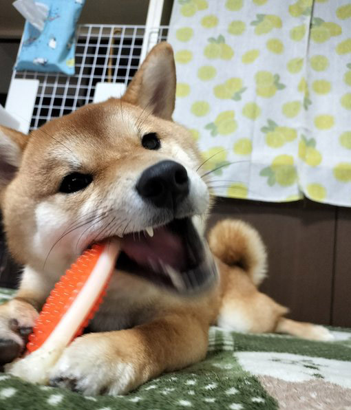デンタルトイを噛む柴犬