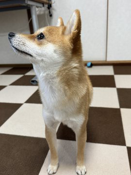 柴犬の横顔