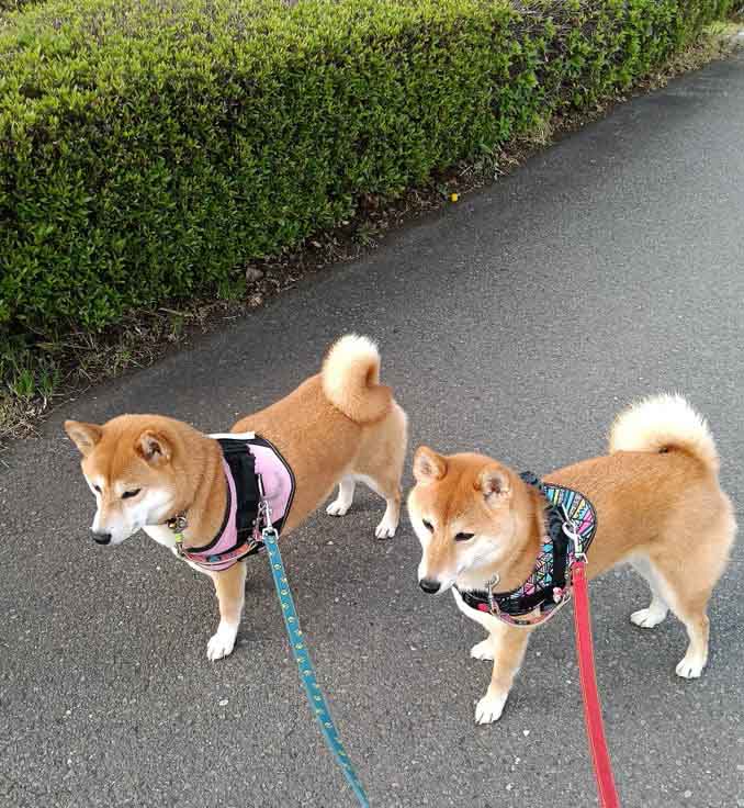柴犬