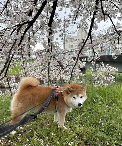 柴犬と桜