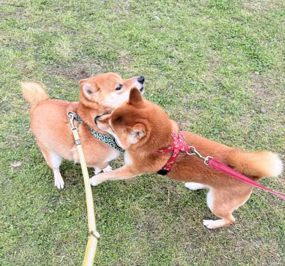 じゃれあう柴犬