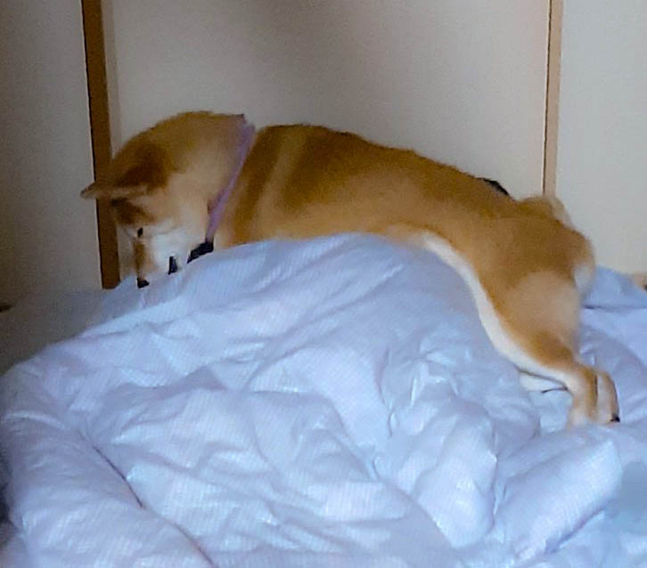 柴犬　布団に乗る