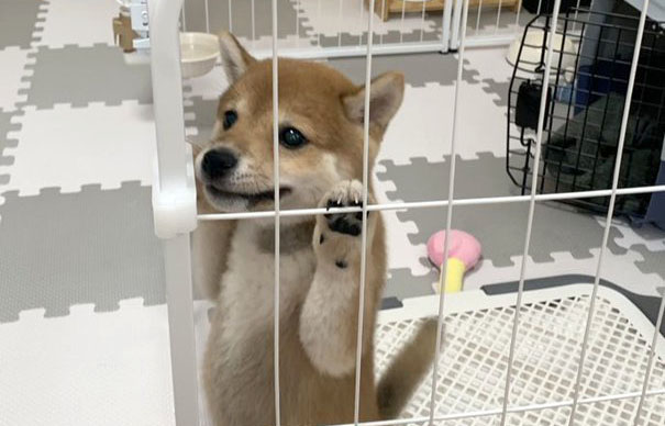 柴の子犬