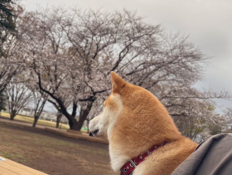 柴犬と桜
