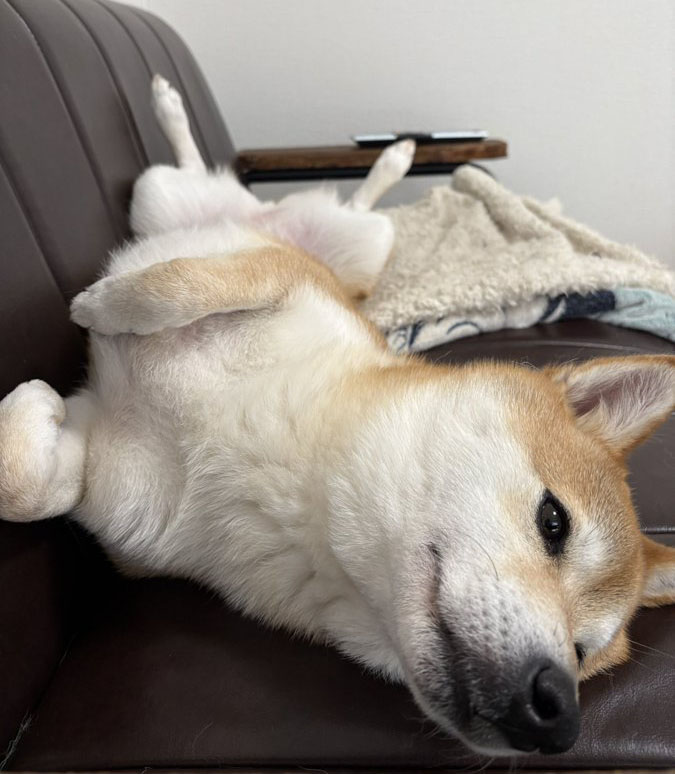 ゴロゴロする柴犬