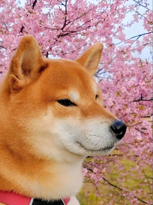 柴犬と桜