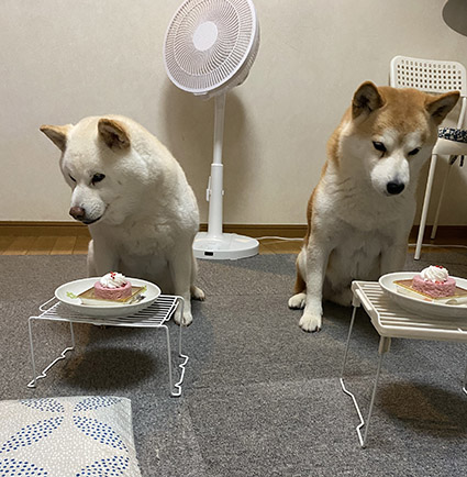 柴犬