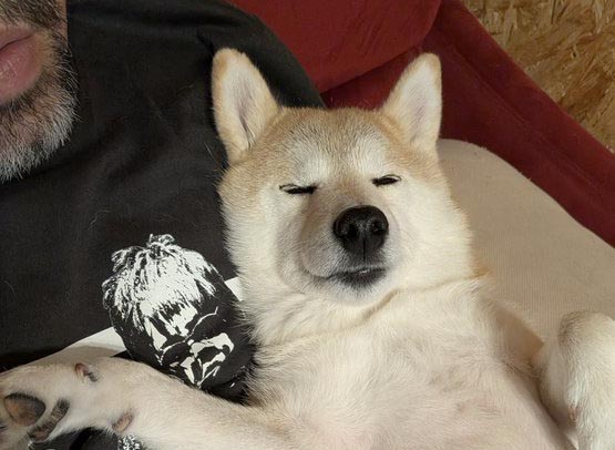柴犬